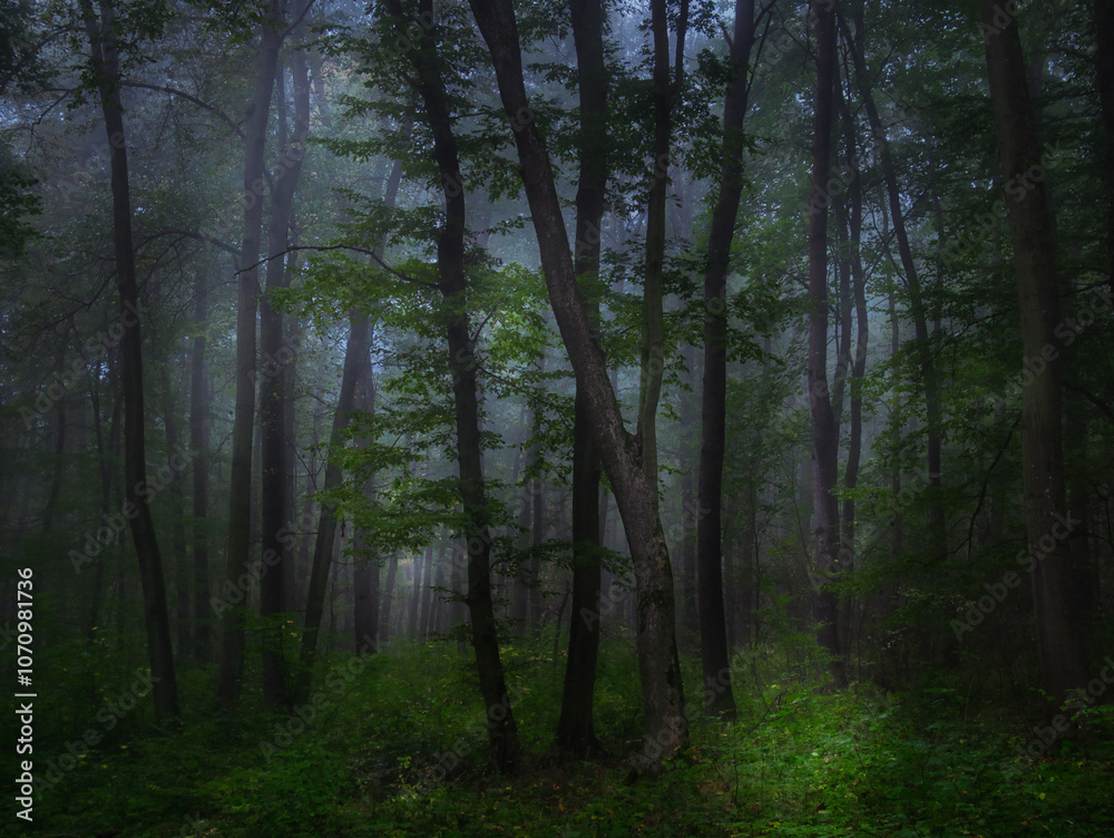 Fototapeta premium Mysterious green foggy forest during autumn day with trees