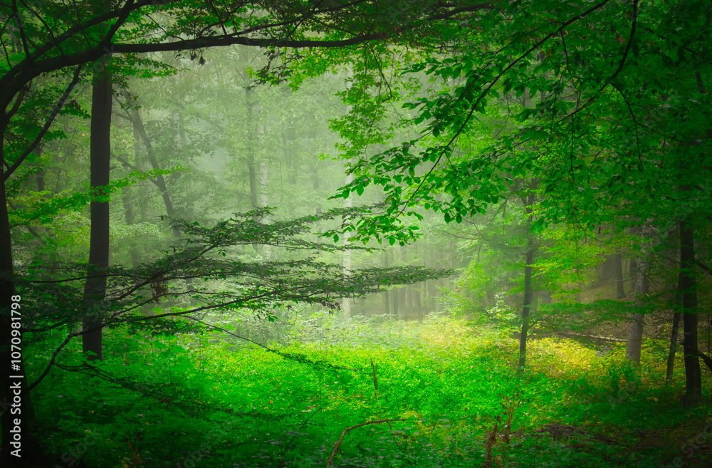 Obraz premium Creepy mysterious green foggy forest during autumn day with forest road and green foliage