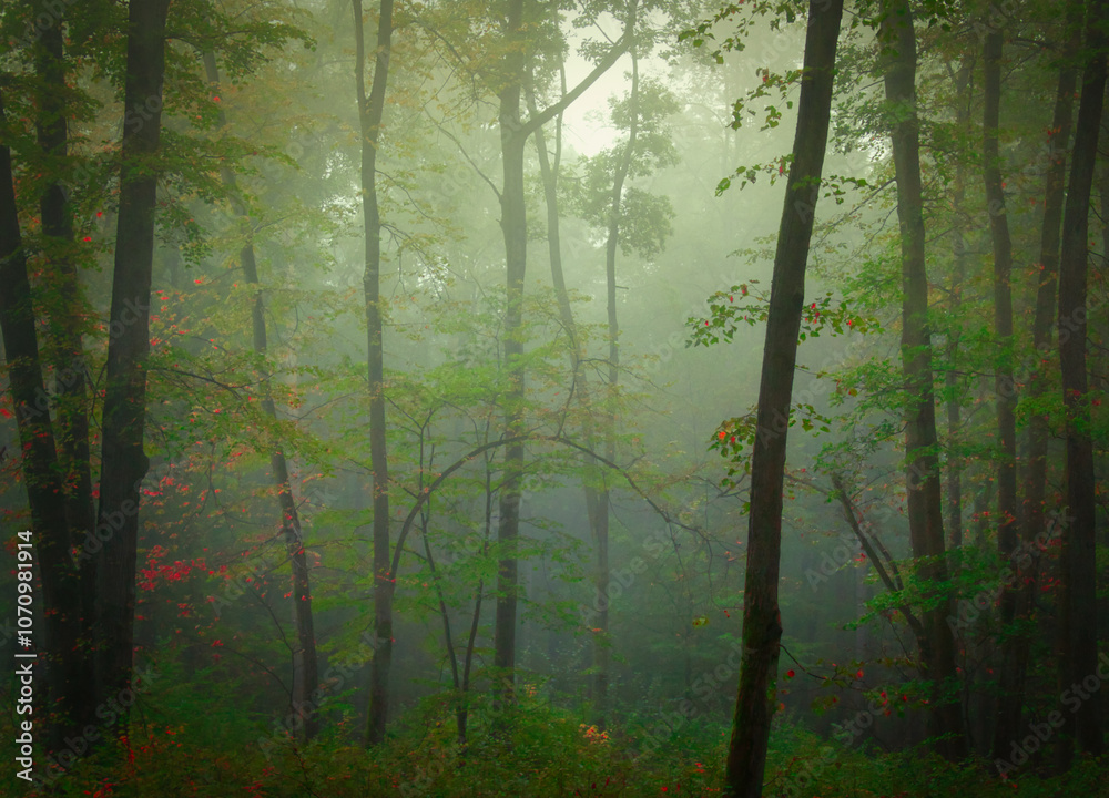 Mysterious green foggy forest during autumn day with trees Mysterious green foggy forest during autumn day with trees