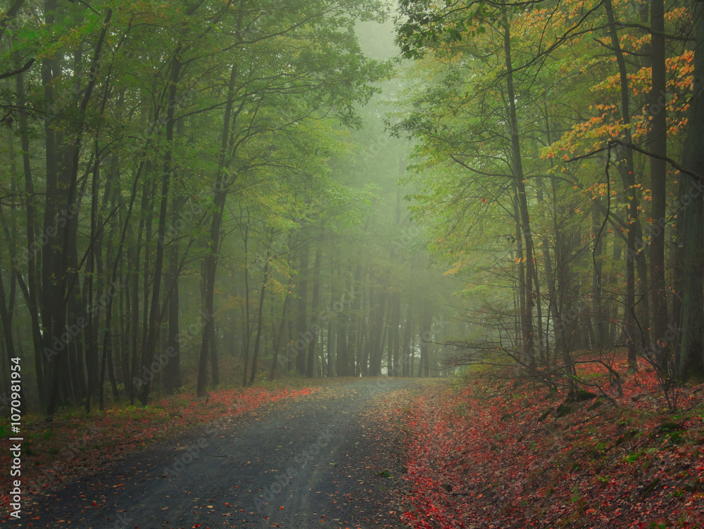 Fototapeta premium Creepy mysterious green foggy forest during autumn day with forest road and green foliage