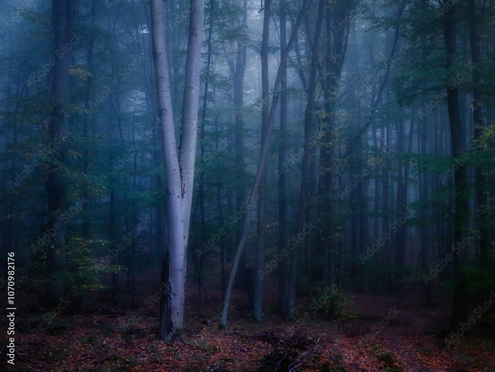 Fototapeta premium Creepy mysterious green foggy forest during autumn day with forest road and green foliage