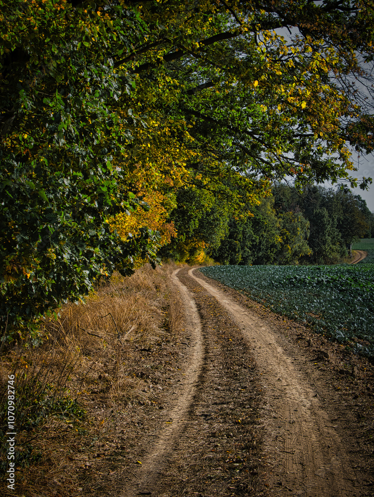 Naklejka premium Colorful forest during autumn day with road and colorful foliage