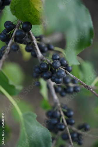 Fresh Black Berries Hanging on the Branch