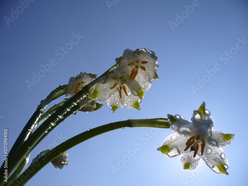 White flowers Spring snowflakes, Snowbell, Leucojum vernum with drops of water, blue sky and sunlight - close up. Topics: beauty of nature, flowering, heralds of spring, vegetation, weather, flora photo