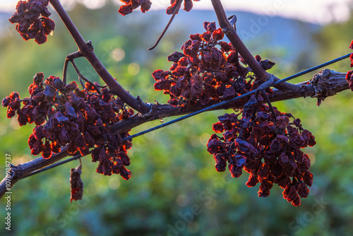 A stunning silhouette of dried vineyard grape clusters with the sun shining through at sunset and green vineyrds on blurred background. Copy space. Selective focus photo