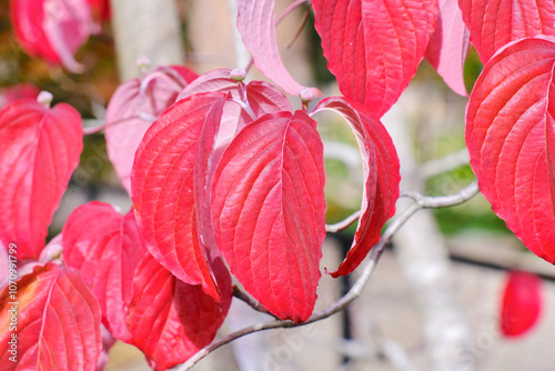 Dogwood leaves and buds in autumn photo