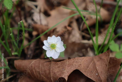 Spring Beauty photo