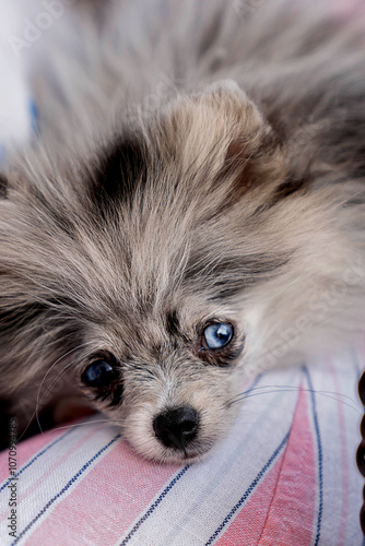 pomerania