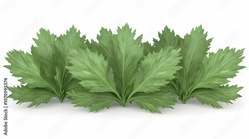 Fototapeta premium A row of lush green celery leaves isolated on a white background.