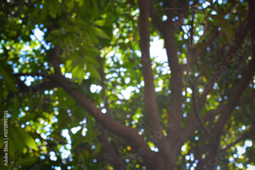 close-up of a tree with its branches and leaves