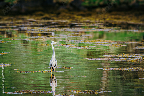 A lone herron standing in a pond in Argyll, Scotland photo