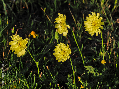 Pyrrhopappus carolinianus (Walter) DC. Carolina Desert-chicory, Texas Dandelion, False Dandelion, Asteraceae (Aster Family)