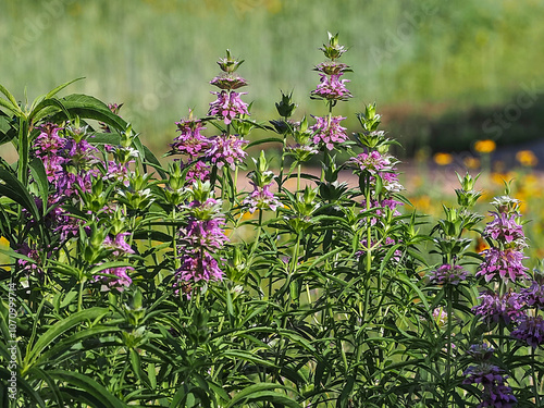 lemon beebalm, lemon mint, Eau de Cologne mint, Melissa officinalis, purple horsemint, Monarda citriodora, bee balm, lemon balm, wildflower, mint family, herbaceous, aromatic herb, medicinal plant, cu