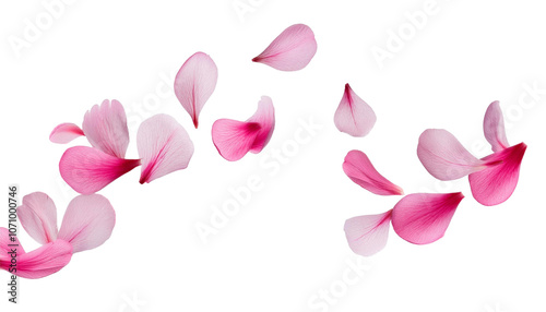 Floating 3D Pink Petals on Transparent Background