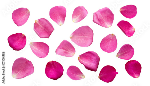 Floating 3D Pink Rose Petals on Transparent Background