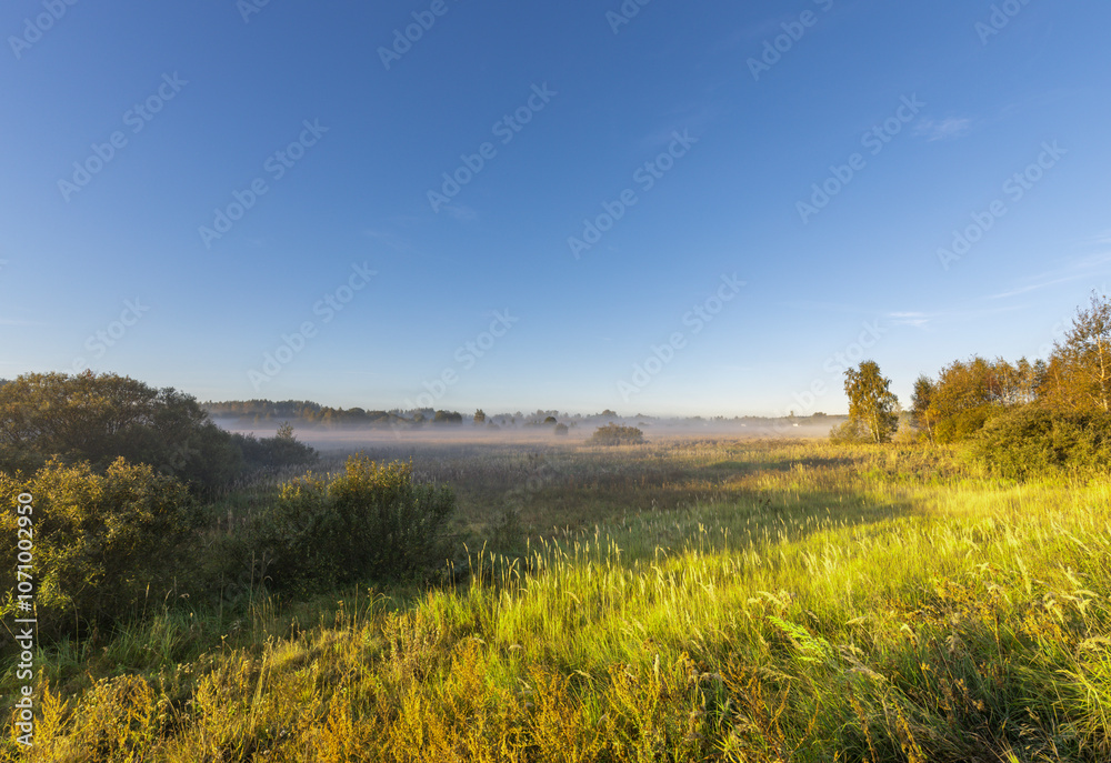 Field of grass with a few trees in the background
