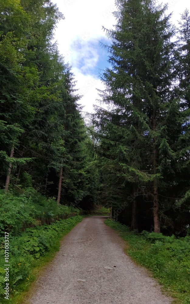 Naklejka premium Forest