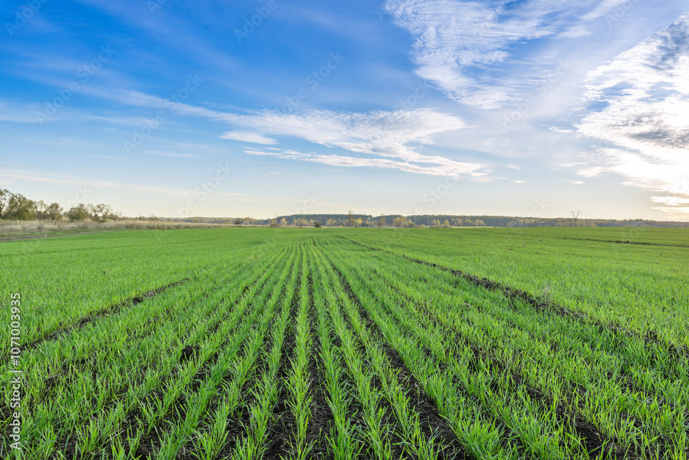 A field of green grass with a blue sky in the background A field of green grass with a blue sky in the background