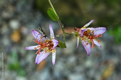 Toad lily (Tricyrtis hirta) flowers. A perennial plant of Liliaceae endemic to Japan. Purple-spotted flowers bloom upward from August to October. photo