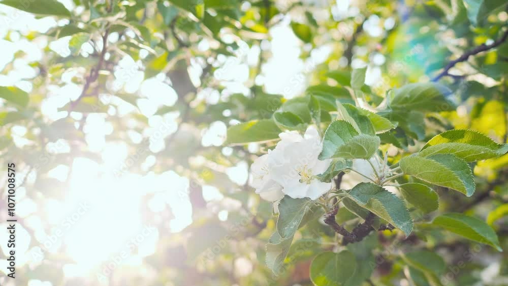 Blossom apple tree with branches with sun flares on background. Apple tree flower close up. Beautiful white flowers. Blossom apple tree with branches with sun flares on background. Apple tree flower close up. Beautiful white flowers.