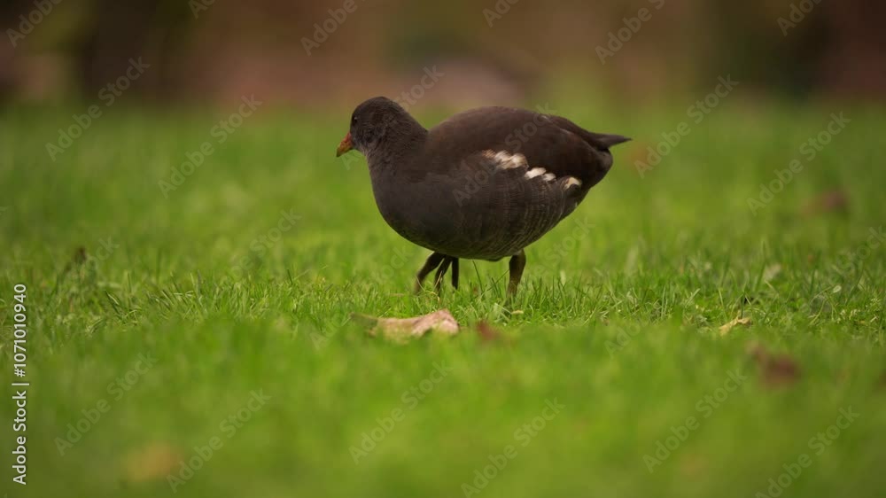 vidéo en plan fixe d'une poule d'eau passant devant l'objectif vidéo, dans un parc verdoyant vidéo en plan fixe d'une poule d'eau passant devant l'objectif vidéo, dans un parc verdoyant