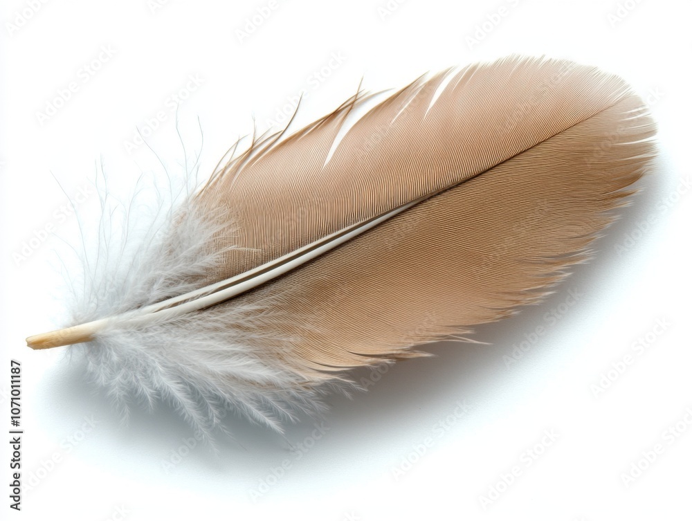 Delicate Bird Feather Delicate Bird Feather