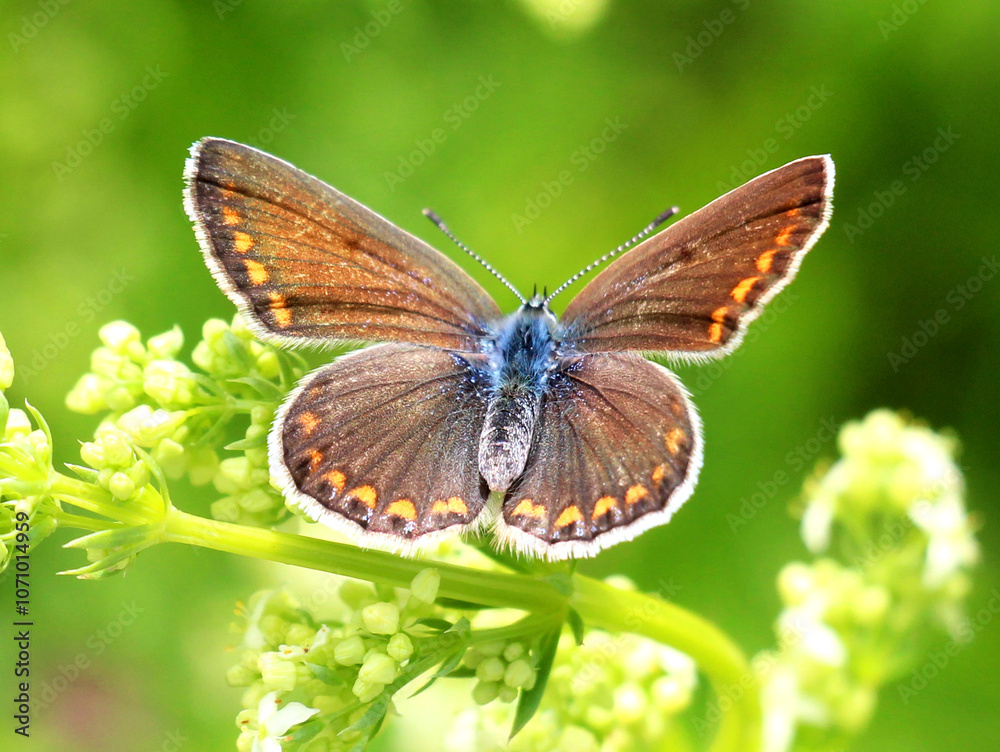 Fototapeta premium A butterfly from the family lycaenidae
