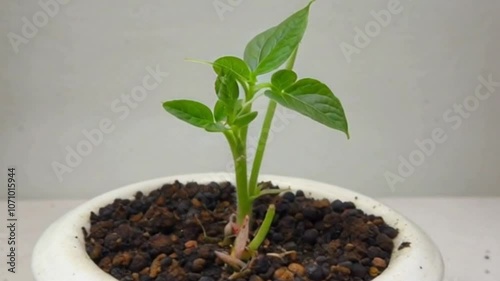 Realistic 4K Timelapse of Pea Plant Growth: From Seed to Vibrant Leafy Plant - Ultra HD Looped Animation