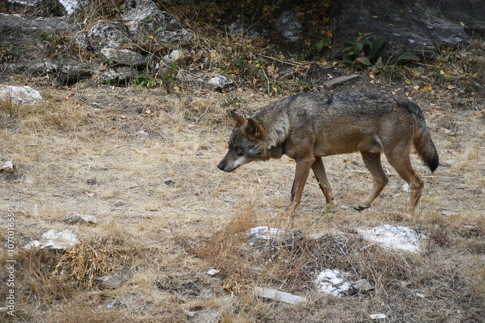 Canis lupus signatus, Zamora, Spain Canis lupus signatus, Zamora, Spain