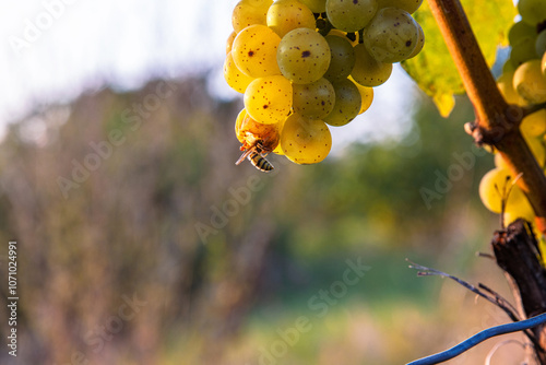 Ripe grape cluster and busy bee on golden hour evening light. Bee or wasp eating sweet  riesling or silvaner grapes. Vineyard scene at sunset. Wuerzburg, Franconia, Bayern, Germany. Selective focus photo