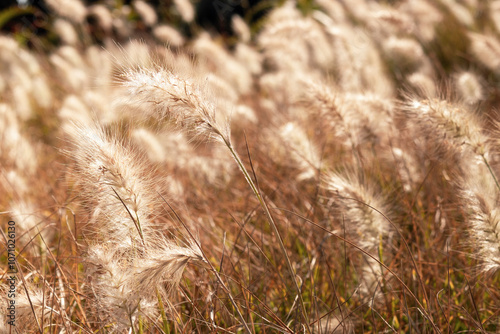 Beautiful stipa grass seedheads blowing in the breeze in Essaouira, Morocco. nautral Golden, long fluffy grasses, Closeup macro, North African, Mediterranean Flora photo