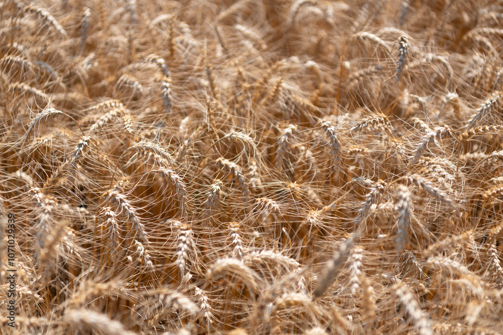 Fototapeta premium Countryside farming. Barley grain spikelet. Wheat ears background. Ripe barley field. Barley grain harvest. Crop harvest in summer. Harvesting techniques. Agriculture field with ripe wheat harvest