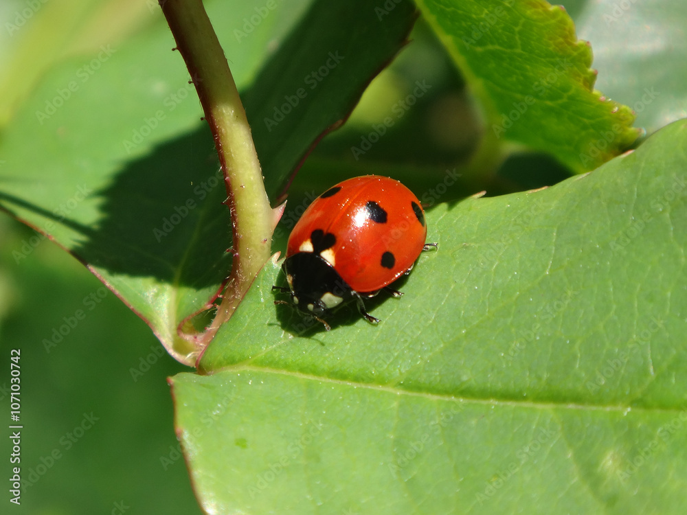 Seven-spot ladybird beetle (Coccinella septempunctata) with a heart-shaped central spot