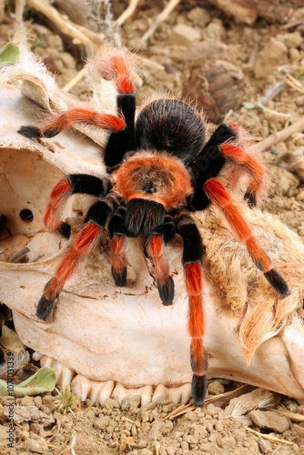Mexican Fireleg Tarantula (Brachypelma boehmei).