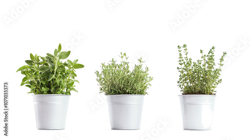 Green Herbs in White Pots Isolated on a Transparent Background Generative AI