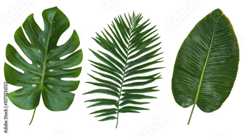 Tropical Plant Leaves Collection Featuring Monstera Palm and Fern Generative AI