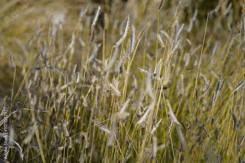 minimalist image of mosquito grass (bouteloua gracilis) during autumn photo