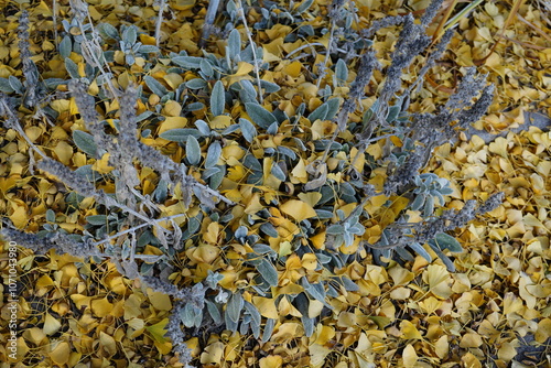 amazing lamb's ears (stachys byzantina) during autumn