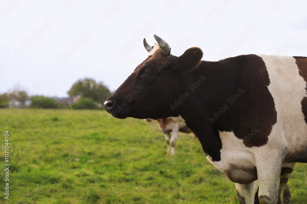 Beautiful cow grazing on green grass outdoors, space for text Beautiful cow grazing on green grass outdoors, space for text
