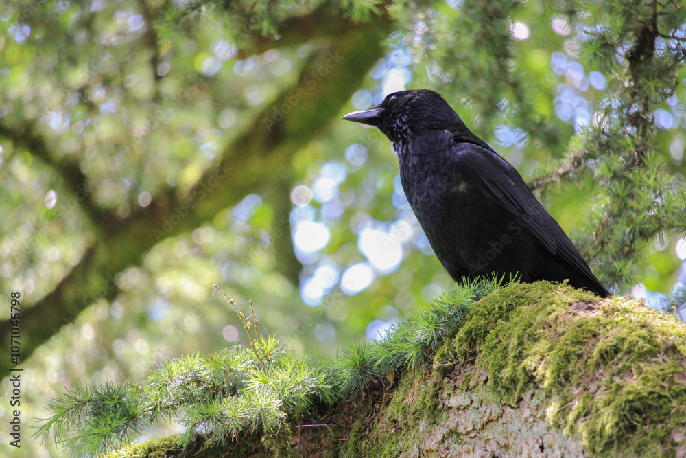 curious raven on a tree branch curious raven on a tree branch