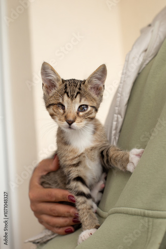 Tabby kitten in arms photo