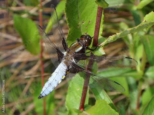 The broad-bodied chaser (Libellula depressa), male perching on a willow twig photo