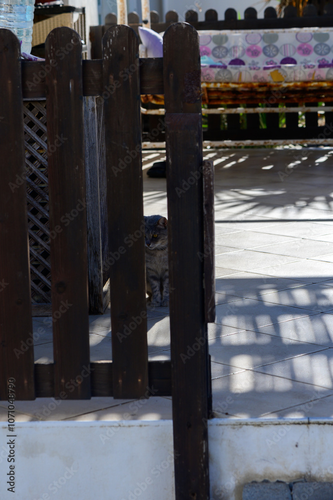 A curious cat peeking through a wooden fence in a sunlit garden in the early afternoon A curious cat peeking through a wooden fence in a sunlit garden in the early afternoon