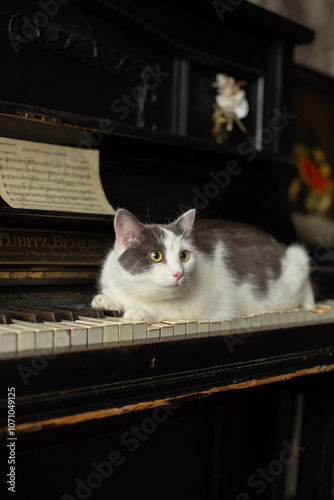 White cat with gray spots sits on a piano in an art workshop