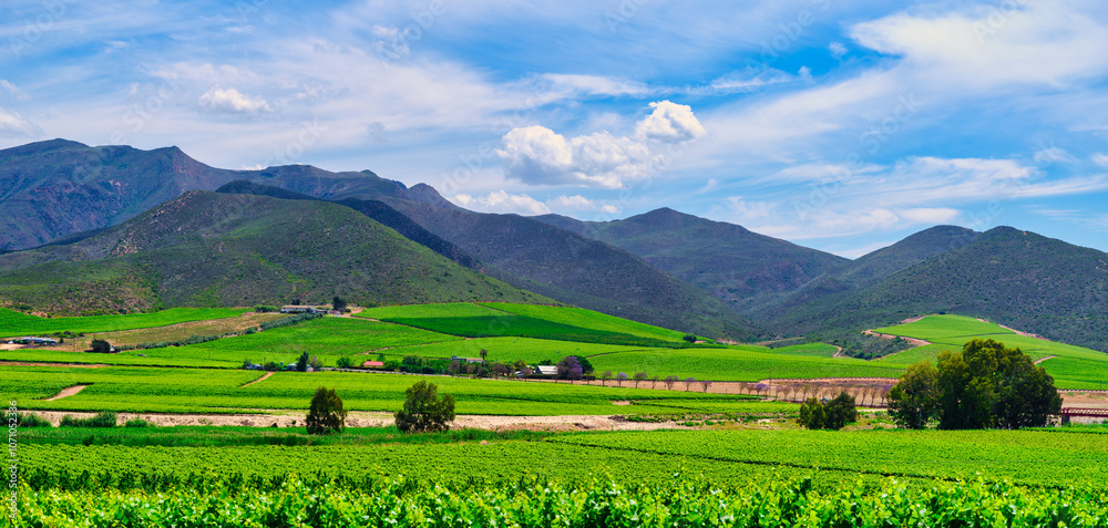 Panoramic view of Robertson wine valley, rolling hills, blue sky, and Langeberg Mountains, Western Cape, South Africa