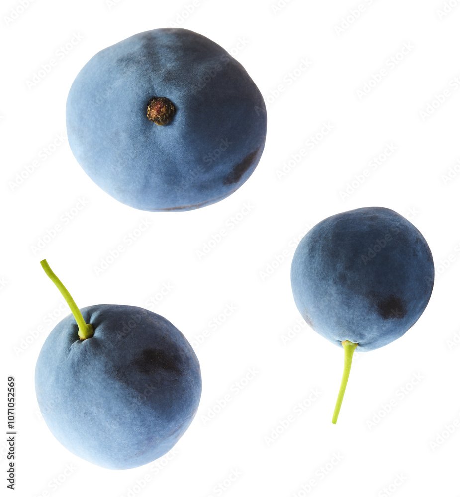 Obraz premium Fresh green Mahonia or oregon grape berries falling in the air isolated on white background