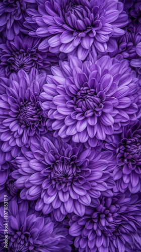 close-up of purple chrysanthemums