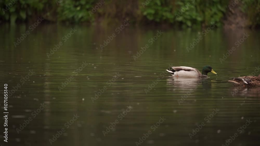 plan fixe de canards passant dans le cadre de l'image idéal pour un changement de plan