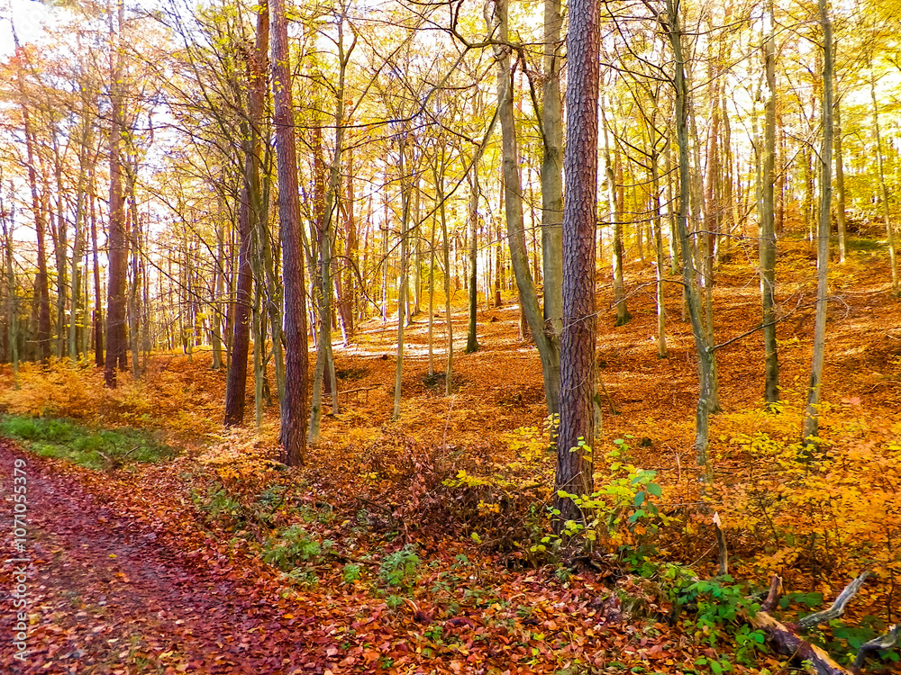 Autumnal forest landscape. Autumnal forest landscape.