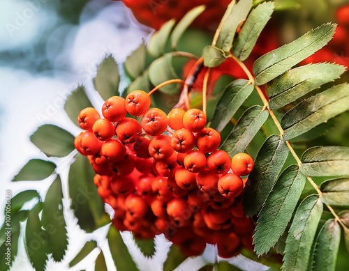 sorbus aucuparia rowan berries closeup selective focus photo